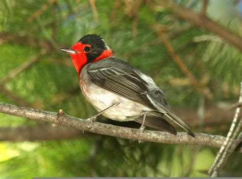 21 Beautiful Birds With Red Heads With Pictures Singing With Birds