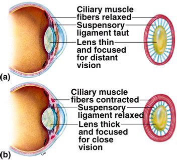 Eye Exercises For Eye Health Vision And Eye Health