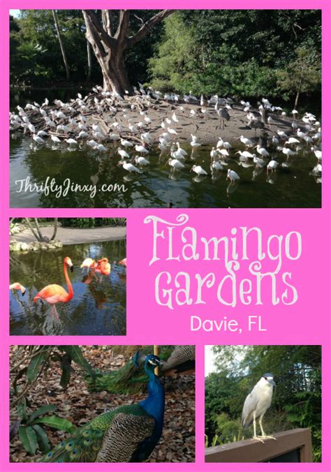 Flamingo Gardens – Davie, Florida If you find yourself visiting the