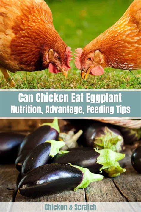 Can Chicken Eat Eggplant Nutrition Advantage Feeding Tips