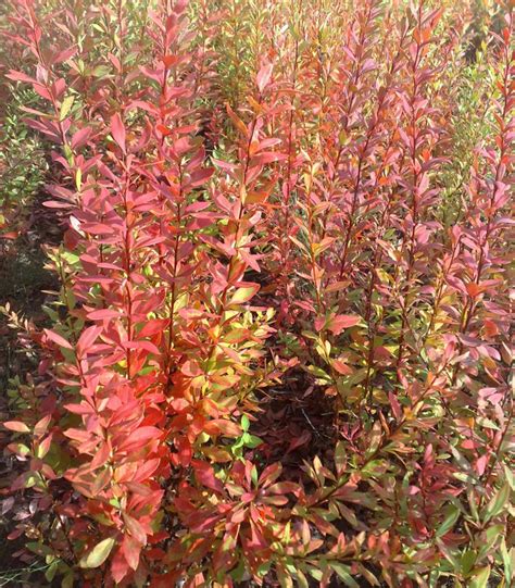 Berberis Vulgare Epine Vinette