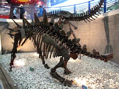 Tuojiangosaurus Multispinus Beijing Museum Of Natural His Flickr