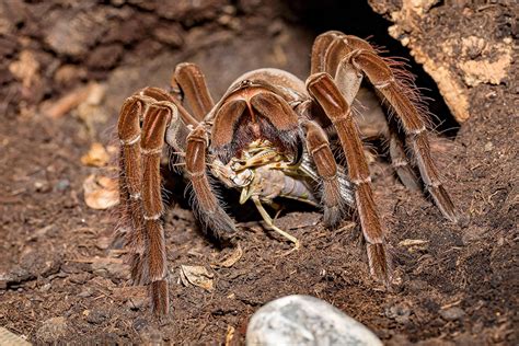 What Do Tarantulas Eat? | Pet Care Advisors