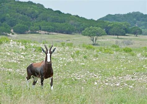 Trophy Hunting The Bontebok In South Africa Ash Adventures