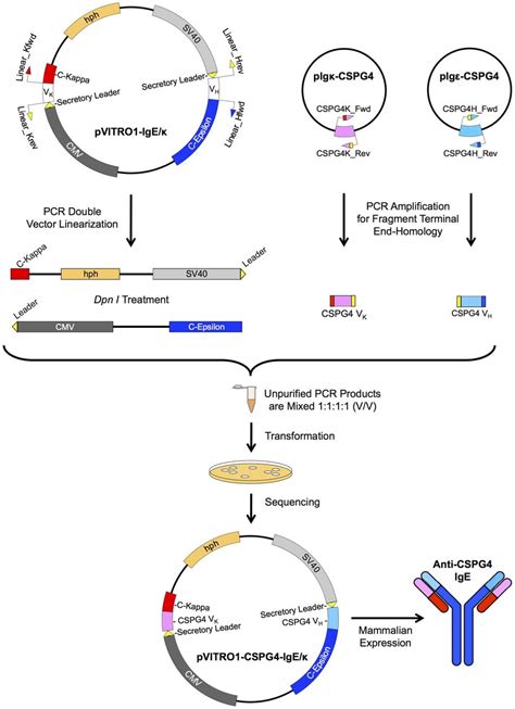 Schematic Representation Of PIPE Cloning Strategy For Swapping