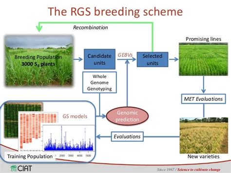 Genomic Selection On Rice