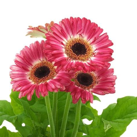 Buy Gerbera Daisy Pink Affordable Uk