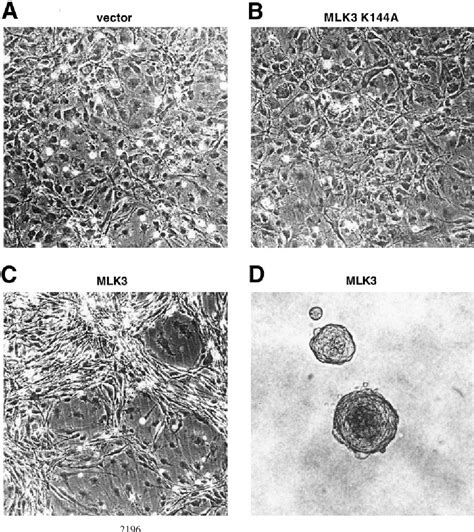 Figure From The Jnk Sapk Activator Mixed Lineage Kinase Mlk