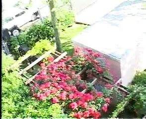 Il Trans Cavallo Free Shemale Porn Video Xhamster