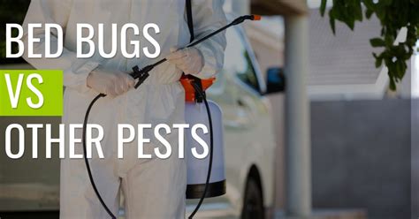 Bed Bugs v.s Other Pests | Pest Resources