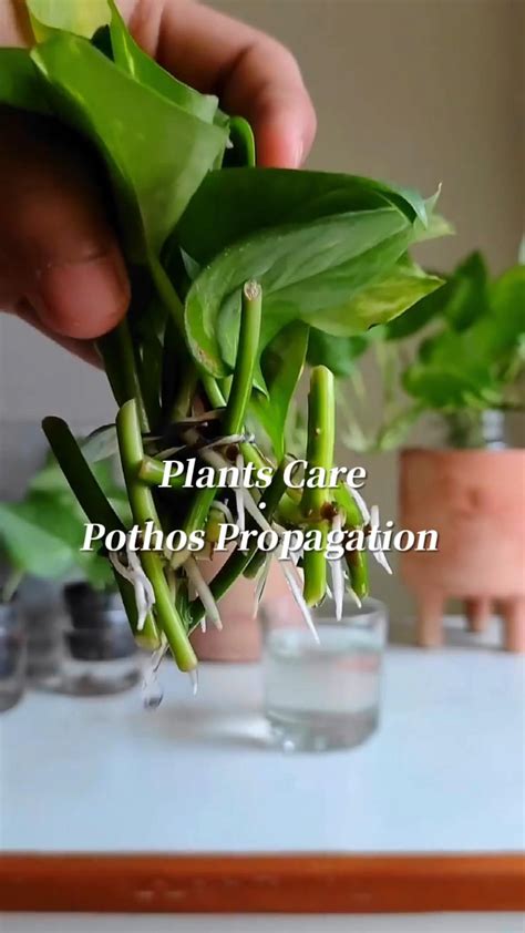 The Easiest Way To Propagate Pothos Plants From Cuttings Artofit