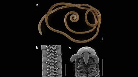 A 1,300-leg millipede has been found, a new record : NPR