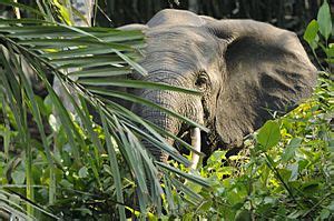 African forest elephant Facts for Kids