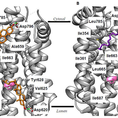 The Cysteine Residues In The Cysteine Rich Region Of Snap Are