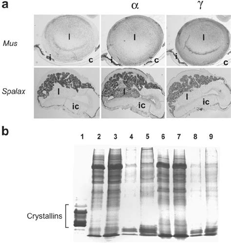 Figure From Blind Mole Rat Spalax Leucodon Masseter