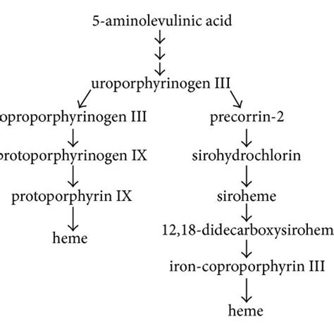 The Alternative Heme Biosynthesis Pathway In Methanosarcina Barkeri Download Scientific