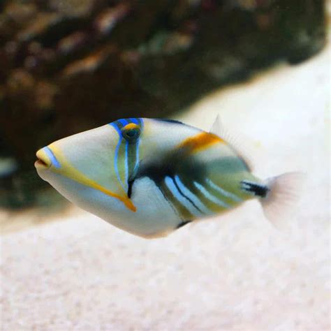 Humu Picasso Triggerfish Rhinecanthus Aculeatus Pretty Fish Fish