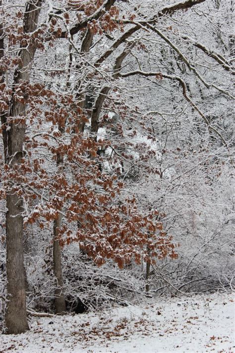 Free Images Landscape Tree Outdoor Branch Snow Winter White