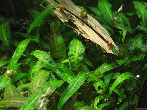 Cryptocoryne Affinis Flowgrow Aquatic Plant Database