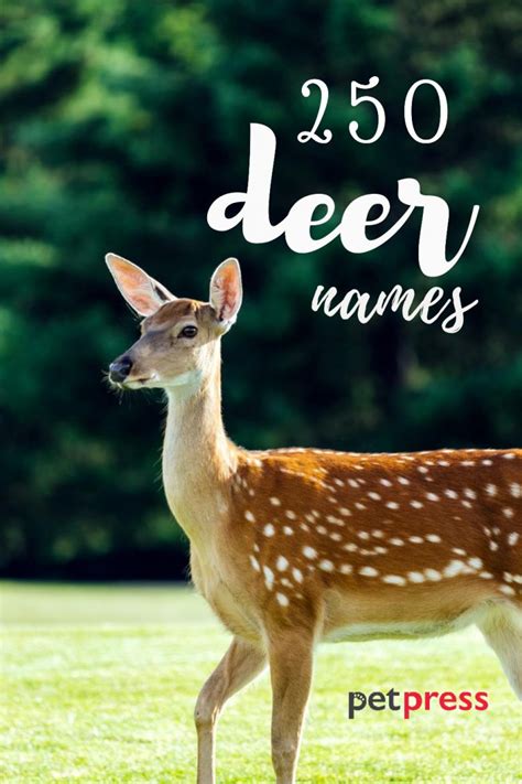 Deer Names Over Great Ideas For Naming Your Deer