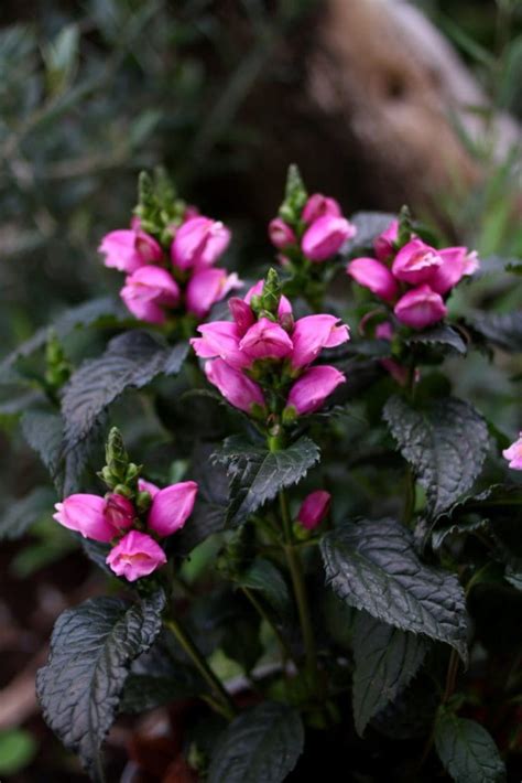 Tiny Tortuga Turtlehead Pahl S Market Apple Valley Mn