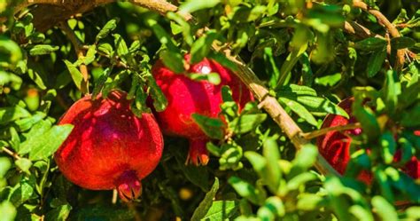 18 Lovely Pomegranate Tree Varieties - ProGardenTips