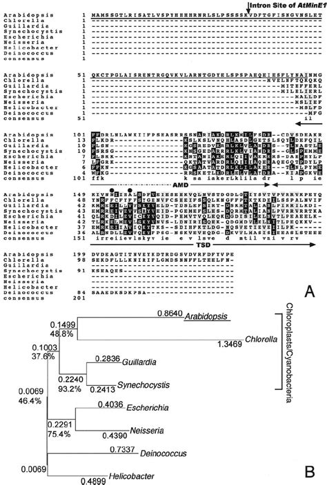 Alignment And Phylogenetic Relationship Of Mine Proteins A Sequence