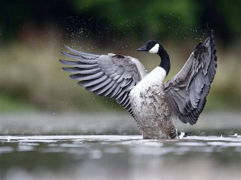 Canada Goose Migration: A Complete Guide | Birdfact