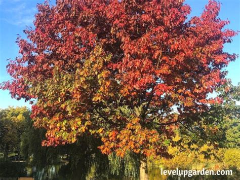 Ultimate Guide To Northern Red Oak Tree Quercus Rubra