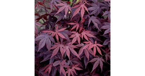 Erable Du Japon Brandt S Dwarf Acer Palmatum Pot De Litres Tous