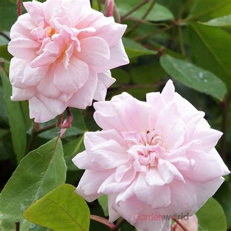 Cecile Brunner Climbing Rose Roses Garden World Nursery