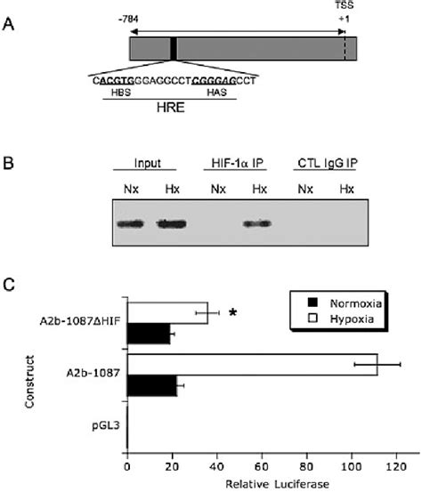 Figure From The Faseb Journal Research Communication Hif Dependent