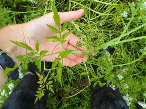 New Invasive Plant Found In Berks County Pennsylvania Landscape And Nursery Association