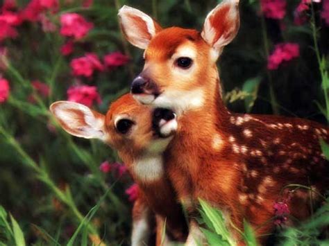 Baby Animals | Wild Animals ~ Wild Life