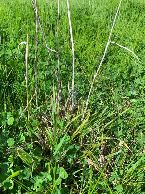 Testing Tropical Pastures In Southern Nsw Holbrook Landcare Network