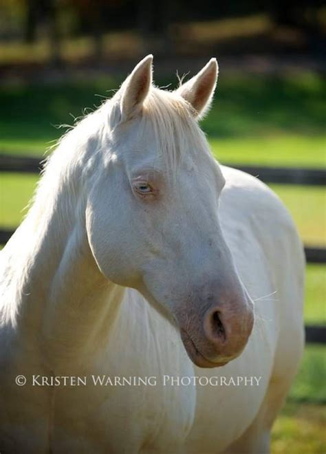 Horse Photos, Horses, Perlino, Perlino Horse, Equine Art, Fine Art ...