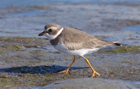 Semipalmated Plover | San Diego Bird Spot