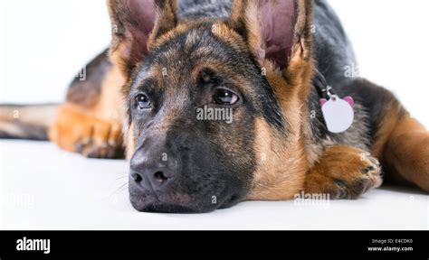 German Shepherd Puppy Lying Down Hi Res Stock Photography And Images