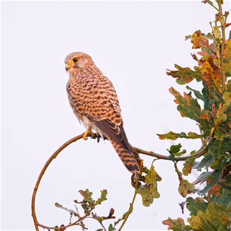 common kestrel bird flying  stock photo