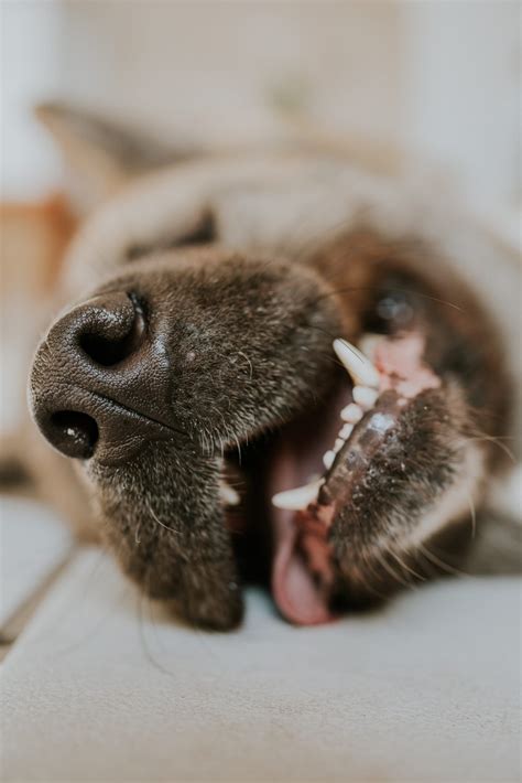 Qué tipo de collar es mejor para el entrenamiento del perro Dogo