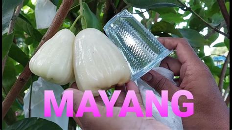 Mengintip Jambu Air Mayang Bukan Mayang Mangurai Asal Tulungagung