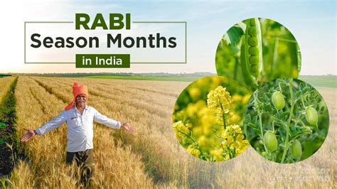 Rabi Season Month in India & Crops Grown in Rabi Season