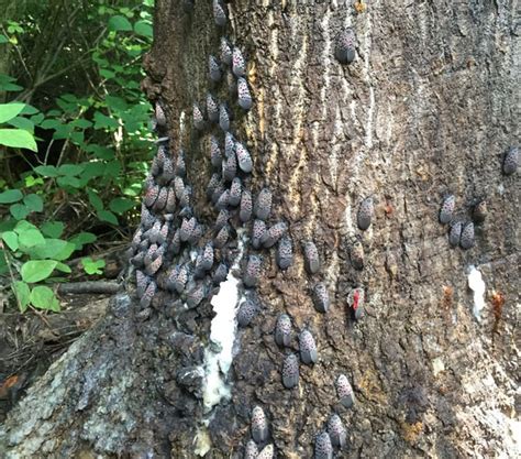 how do spotted lanternflies damage trees - Jasmin Blalock