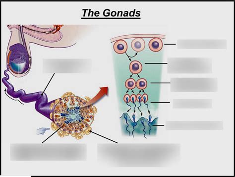 Male gonads Diagram | Quizlet