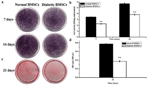 Alp Activity And Calcium Deposit Assays A Alp Staining And B Alp Download Scientific