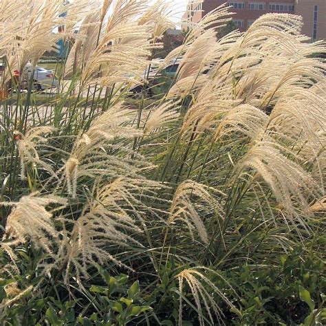 Miscanthus sinensis Gracillimus