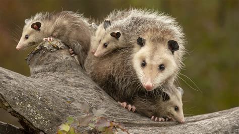 13 Facts About Opossums