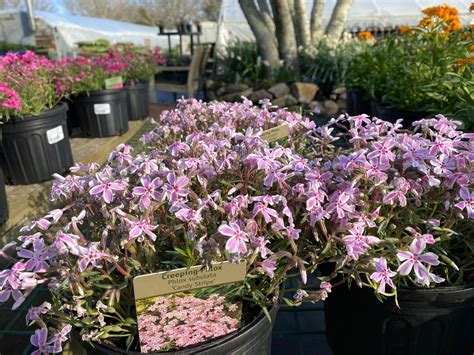 [PLANT PROFILE] CREEPING PHLOX — Vineyard Gardens