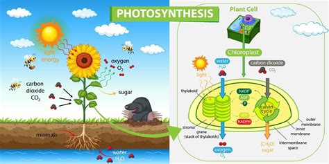 Diagrama Que Muestra El Proceso De Fotosíntesis En Planta 1928783 Vector En Vecteezy