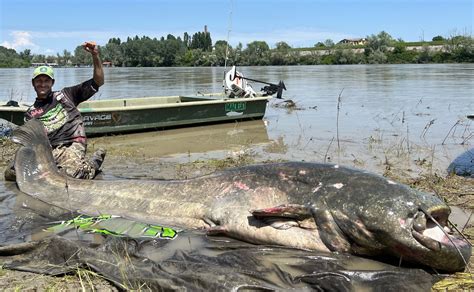 近3米長巨型鯰魚被捕獲 有望破世界紀錄 意大利 垂釣者 威爾士鯰魚 大紀元